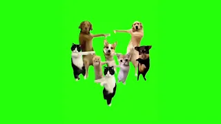 Животные танцуют под китайскую песню - мем, оригинал
