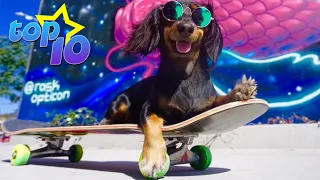 TOP 10 Skateboarding Dogs