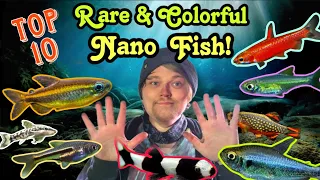 Top 10: RARE & COLORFUL NANO FISH That Are Often FORGOTTEN. #top10 #aquariums #nanotank #fish