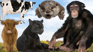 CUTE LITTLE ANIMALS - OTTER, DOG, MOLE, CAT, ELEPHANT, MONKEY, SHEEP, BAT, FOX, LION - ANIMAL SOUNDS