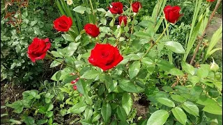 КАК ПОЛИВАТЬ РОЗЫ В ЖАРУ? HOW TO WATER ROSES IN A HEAT? 22.07.21.