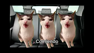 Viaje familiar (Gatos)