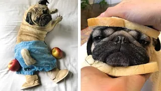 Funniest and Cutest Pug Dog Videos Compilation 2020 #5