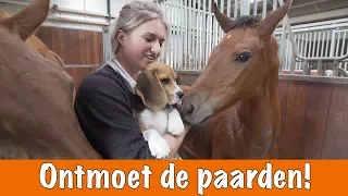 Paarden voorstellen + het nieuwe zusje van Eve | PaardenpraatTV