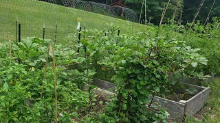 Our Home Garden 2: Indian Vegetables growing at home in USA!