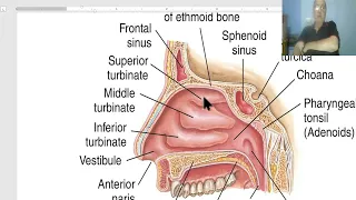 Anatomy for applied medical science(Respiratory Department) 1 (Nose), by Dr.Wahdan