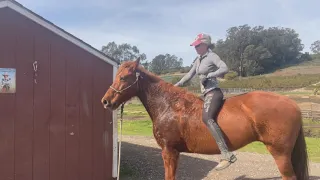 Tennessee Walking Horse - Sassy - Getting Horse Use to Standing Still at Mounting Block