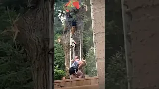 Stihl Chainsaw Mishap Cutting Down a Tree On a Ladder With a Chainsaw Professional Tree Cutter