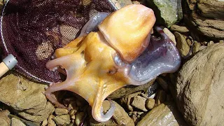 Facts: The Blanket Octopus