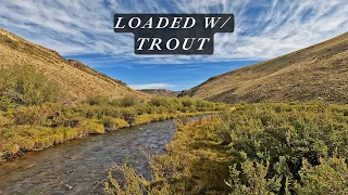 40 browns in 4 hours...this creek is loaded with trout!