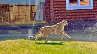 Gerda is afraid of water! A cheetah in a panic surrounded by splashing water