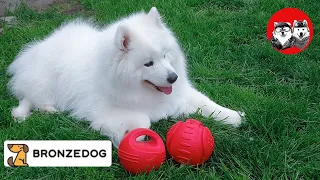 Balls for dogs Review on the ball Bronzedog