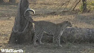 WildEarth - Sunset Safari - 29 September 2023