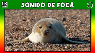 seal sound