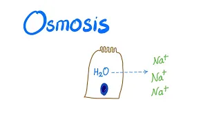 Osmosis, Osmotic pressure and Osmolality