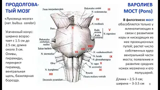 Дубынин В. А. - Мозг: как он устроен и работает - Лекция 3