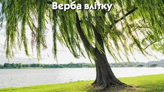 Верба навесні й влітку