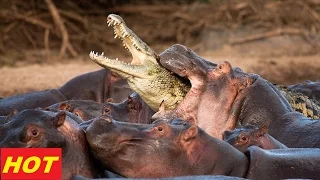 HIPPOS VS CROCS - The Ultimate Predator Animals Documentary NAT GEO WILD 2015 Full HD