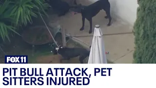 Dog sitters mauled by pit bulls