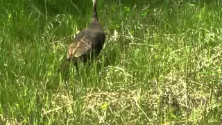 Turkey vs. Red-Tail Hawk