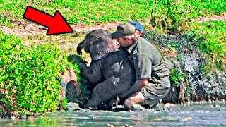 Man Saves Drowning Baby Elephant, Then The Herd Does The Unexpected