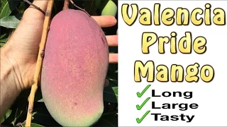 Valencia Pride Mango Fruit Tree Grafted - Long, Large & Tasty Mangos