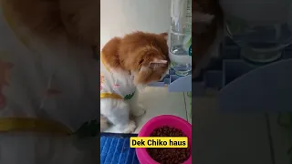 Dek Chiko haus #trending #cat #funnyvideos #chiko #funny #funnyanimals #kucing #pet #cats #animals