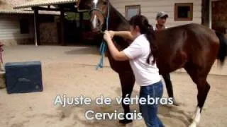 Quiropraxia Veterinária - Dra. Camila Morandini (Ajustes)