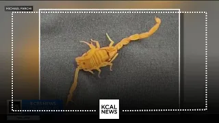 Agoura Hills man stung by scorpion in Las Vegas hotel