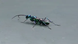 Beautiful wasp zombifies cockroaches.