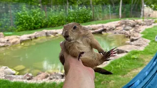 I Built a Pond for My Prairie Dog (he drownded)