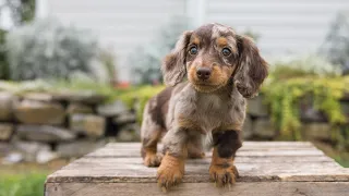 Mini Dachshund Puppies