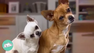 Everyone Calls Them ‘Purse Dogs’, But These Chihuahuas Prove You Wrong | Cuddle Buddies