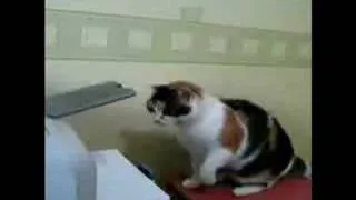 Cat Vs Printer (with the original sound)