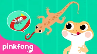 Cicak cicak di dinding | Lagu Anak Indonesia | Pinkfong Baby Shark