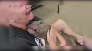 Owner reunited with lost dog after years apart | Get Uplifted