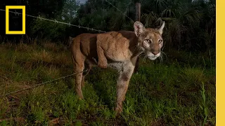 Behind the Scenes: Documenting the Elusive Florida Panther | National Geographic