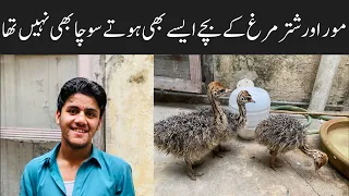 College Road Birds Market Rawalpindi | Peacock & Ostrich Chicks Prices🥰