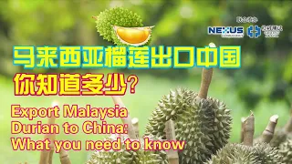 Export Malaysia Durian to China: What you need to know