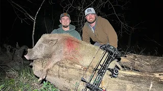 Bow Hunting Pigs With SPOTLIGHT {Calling In Pigs To 15 YARDS}