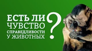 Есть ли чувство справедливости у животных? | IQ