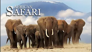 Animal Safari 4K Scenic Wildlife Film With African Music #wildlifeanimals  #wildlife