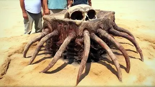 Oldest Spider in The World