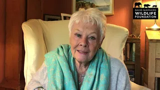 Virtual Wildlife Ball 2020 – An Invitation from Dame Judi Dench