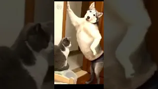 Animais engraçados e divertidos 🤣 cães e gatos #animaisdivertidos