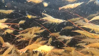 Trevally Fish Caught Using Live Prawns - Part II