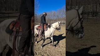 Mustang in a Circle