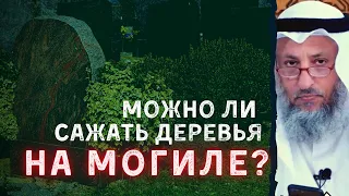 Сажать дерево на могиле сунна?