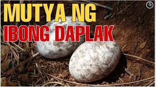 Bhes Tv; AGIMAT AT ANTING ANTING NG IBONG DAPLAK