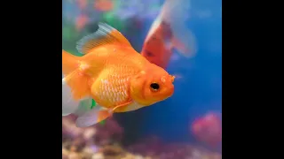 How to keep your goldfish alive for 15 years(PART 1)